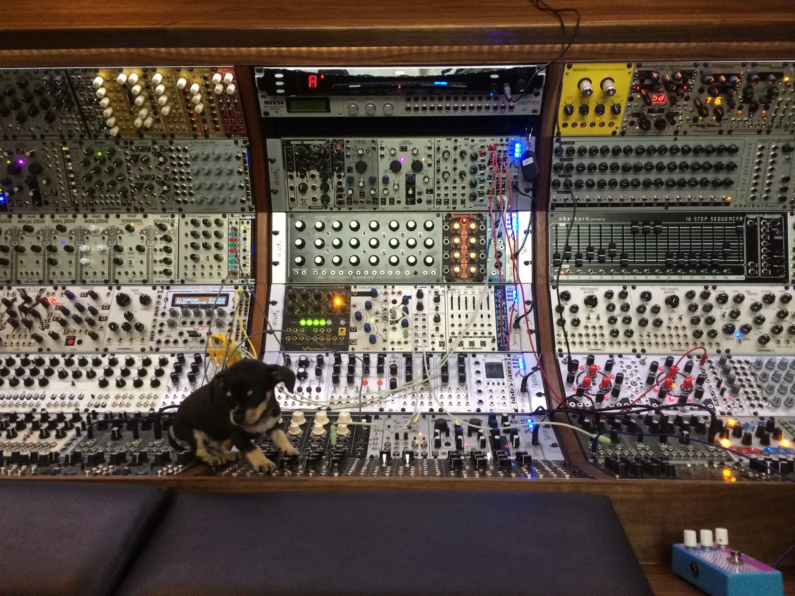 A puppy sitting on the desk of the big modular, among the patch cables